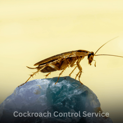Cockroach Control Service
